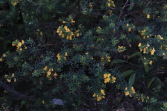 Pultenaea alea