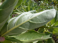 Heliotropium arboreum