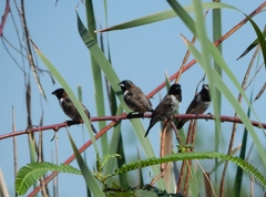 Spermestes cucullata