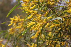 Acacia leptostachya
