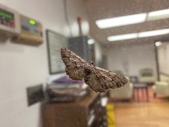 Cymatophora approximaria