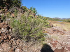 Xylothamia diffusa
