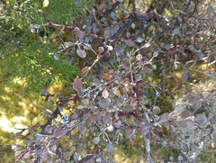 Corokia cotoneaster