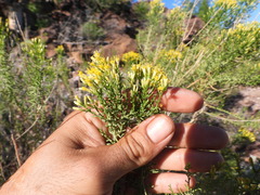 Xylothamia diffusa