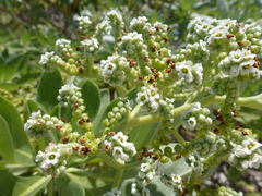 Heliotropium arboreum