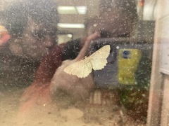 Cymatophora approximaria