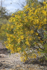 Acacia leptostachya