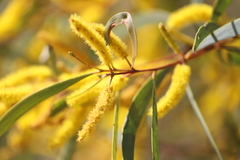 Acacia leptostachya