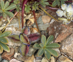 Lupinus flavoculatus