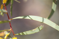 Acacia leptostachya