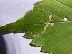 Stigmella apicialbella
