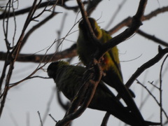 Aratinga nenday