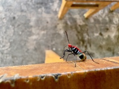 Dindymus sanguineus