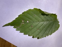 Stigmella apicialbella