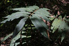 Austrosteenisia glabristyla