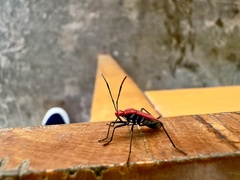Dindymus sanguineus