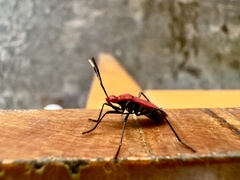 Dindymus sanguineus