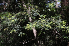 Acacia oshanesii