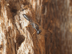 Passaloecus