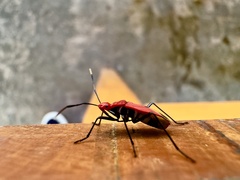 Dindymus sanguineus