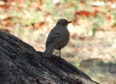 Turdus libonyana