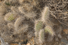 Opuntia polyacantha erinacea
