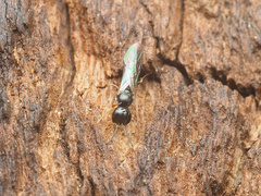 Passaloecus