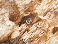 Passaloecus