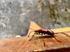 Dindymus sanguineus