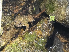 Quasipaa exilispinosa