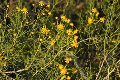 Senecio subulatus