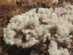 Cladonia confusa