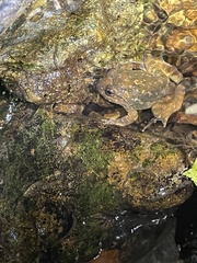 Quasipaa exilispinosa