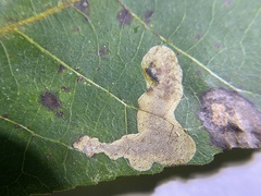 Cameraria caryaefoliella
