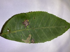 Cameraria caryaefoliella