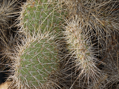 Opuntia polyacantha erinacea