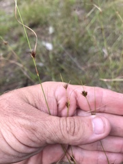 Rhynchospora chalarocephala