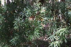 Banksia collina