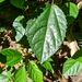 Shining-leaved Stinging Tree - Photo (c) Edward Bennett, some rights reserved (CC BY-NC), uploaded by Edward Bennett