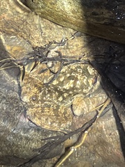 Quasipaa exilispinosa