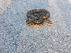 Python bivittatus