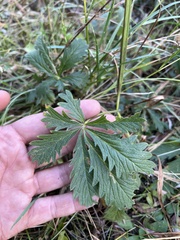 Potentilla