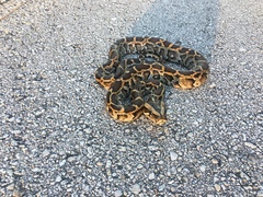 Python bivittatus