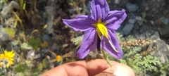 Solanum citrullifolium