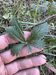 Potentilla