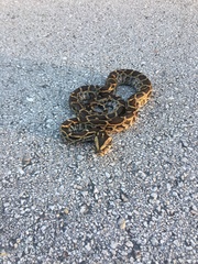 Python bivittatus