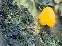 Dacrymyces chrysospermus
