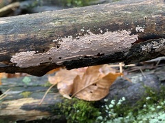 Phlebia radiata