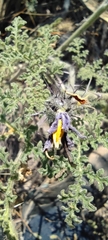 Solanum citrullifolium