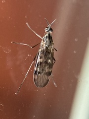 Sylvicola